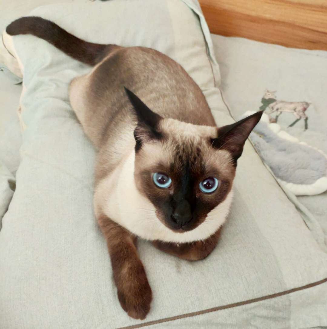 cat